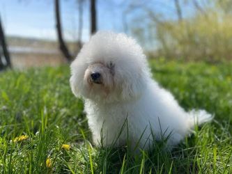 matka: RAFA Rock`owe Perły